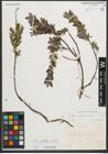 Foto von Salix myrtilloides L. x Salix repens L.